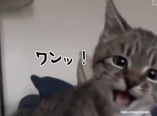 鳴く子猫