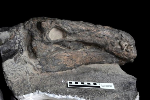 顔の皮膚がそのままの状態で残っている保存状態の良い恐竜の化石を発見