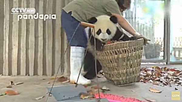 どうしてもこのカゴに入りたいの！」と、飼育員さんと赤ちゃんパンダが