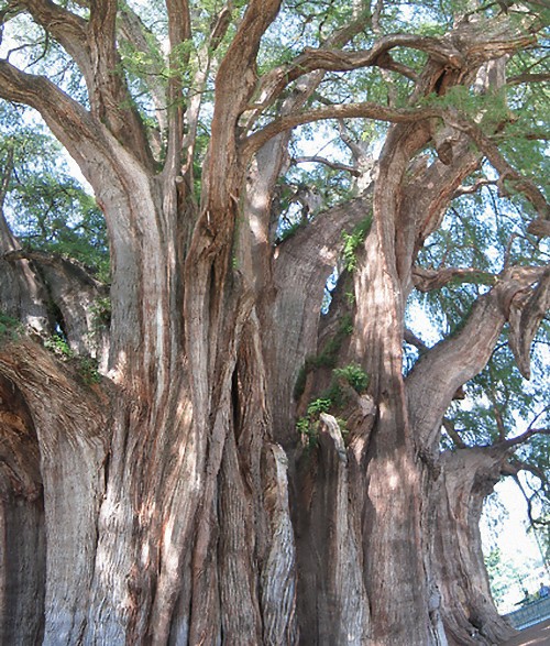 包み込むオーラが凄すぎる 世界10の奇妙な樹木 とあるオタクの日常