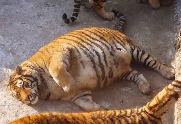 野性味ゼロのわがままボディ もはや 太った大型猫 状態のシベリアトラ 中国 カラパイア