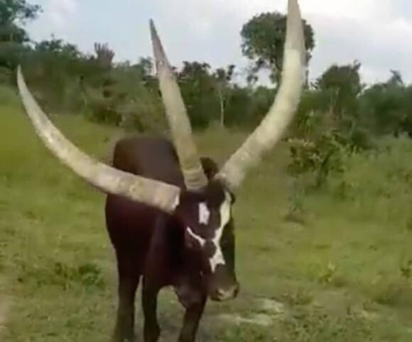 立派なツノが3本も！ウガンダの牧場にいる3本角の牛 : カラパイア