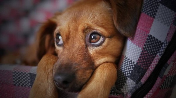 人間に気持ちを伝えたくて 犬は特別な進化で 子犬のような悲しい目 を獲得した 英 米研究 カラパイア