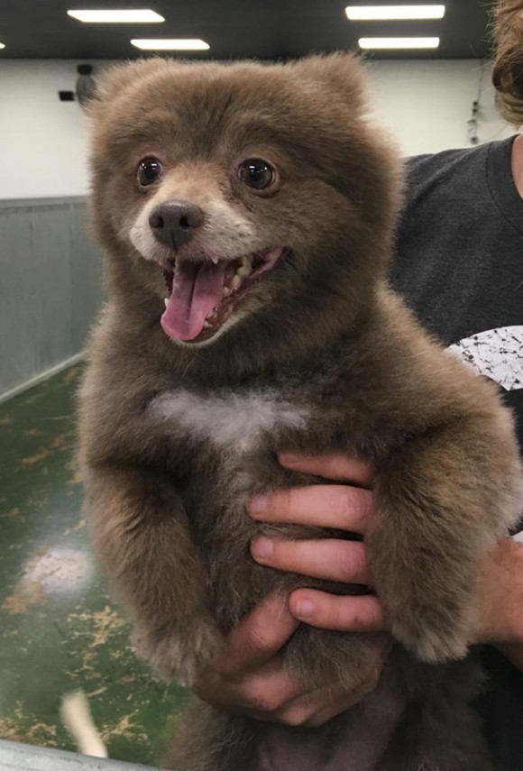 もうクマとかクマもどきにしか見えないの犬たち 絶対お勧め まとめブログ