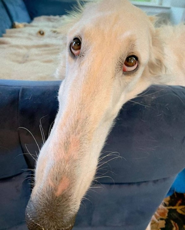すごく 長いです 飼い主は世界一だと信じてる超鼻長な犬 アメリカ カラパイア