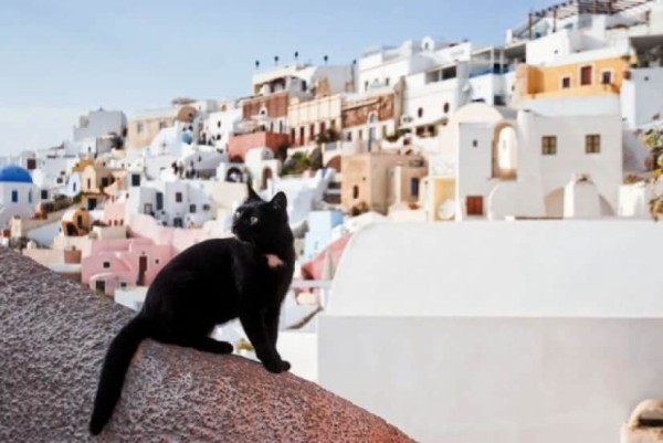 ギリシャにある猫島。白と青の美しいコントラストの中で優雅に暮らす