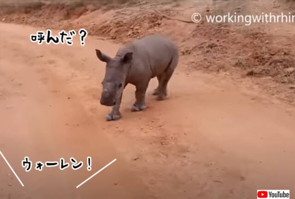 名前を呼ぶと戻って来る 犬のようにかわいいサイの赤ちゃん カラパイア