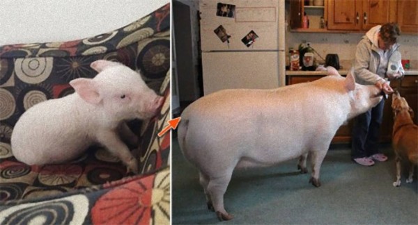 話が違うじゃないか ミニブタだと思って飼った豚が180キロを超えた でもかわいいから許す カラパイア