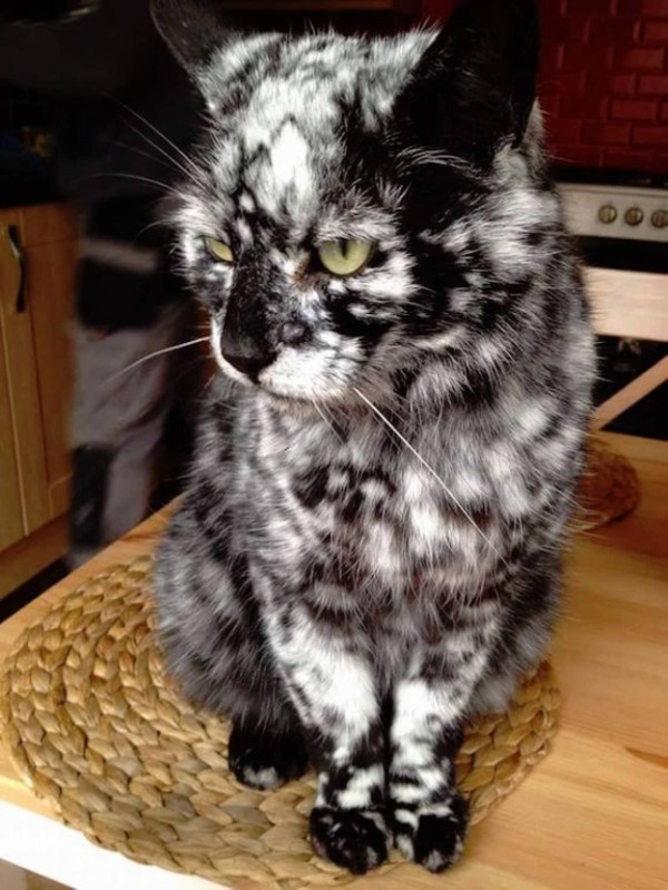 コラ疑惑すら浮上したレア柄の猫。白と黒が細かく入り混じったマーブル