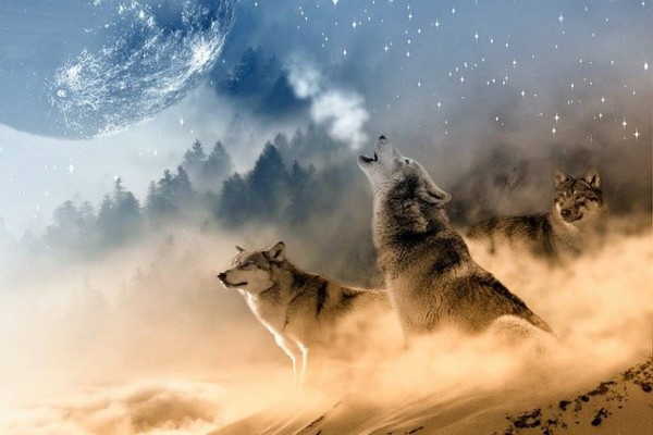子供の童話では悪役とされるオオカミだが、実際は地球上に存在する価値のある大切な仲間である カラパイア