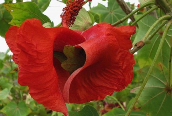 花にもいろいろあるけれど 1地域でしか見られない希少な9種の花 カラパイア