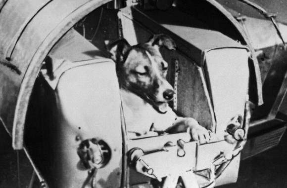 最初から片道切符だった。宇宙飛行に初めて行った犬、ライカ