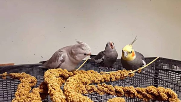 お腹空いたよ ご飯ほしいよ 待ちきれなくて初めて自分でご飯を食べるオカメインコのヒナ カラパイア お腹空いたよ ご飯ほしいよ 待ちきれなくて初めて自分でご飯を食べるオカメインコのヒナ カラパイア