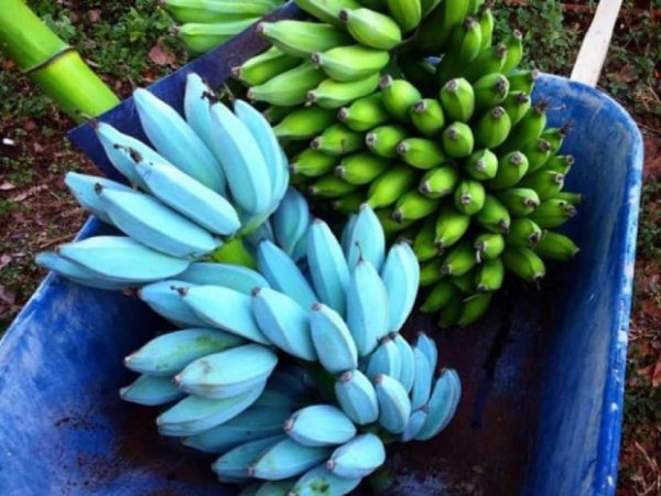 バナナなのにバニラアイス味！未熟果は青色の「アイスクリームブルー