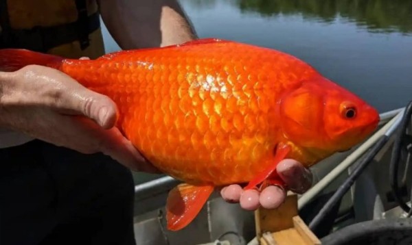 巨大化した金魚が続々と発見 湖や川に捨てた金魚が生態系を脅かす事態に カラパイア