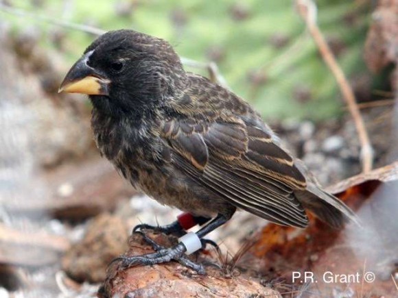 神秘のガラパゴス わずか2世代で新種の鳥が誕生していた 米研究 Kororoko1のblog