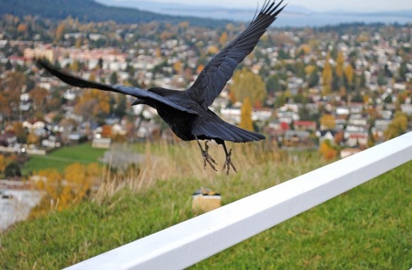 カラスを訓練してタバコの吸い殻を収集。清掃コストを大幅に削減