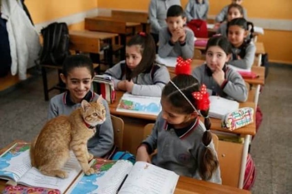 猫向け優良人間づくりは早期から。小学校で毎日授業を受ける野良猫、子供たちの指導係も（トルコ） : カラパイア