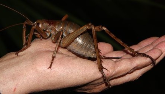 世界10の巨大昆虫たち（昆虫注意） : カラパイア