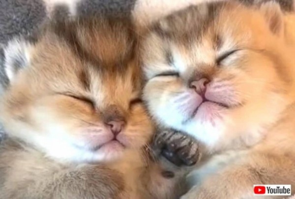 可愛い の代名詞といえばコレ キュートな子猫たちの寝顔にとことん癒される動画 カラパイア