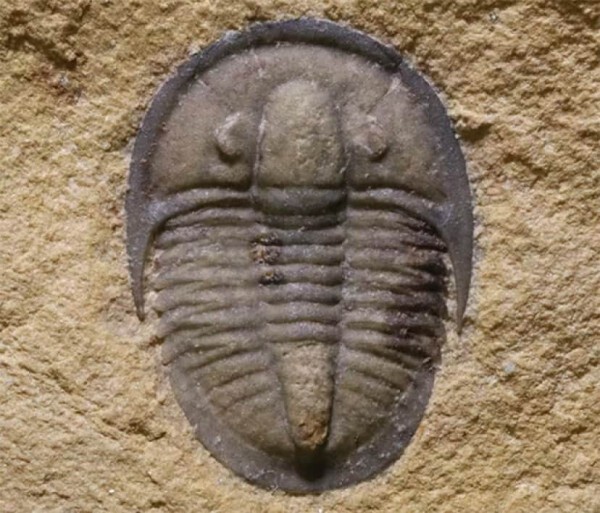 最も保存状態の良い三葉虫の化石が発見され、体の構造が明らかに 