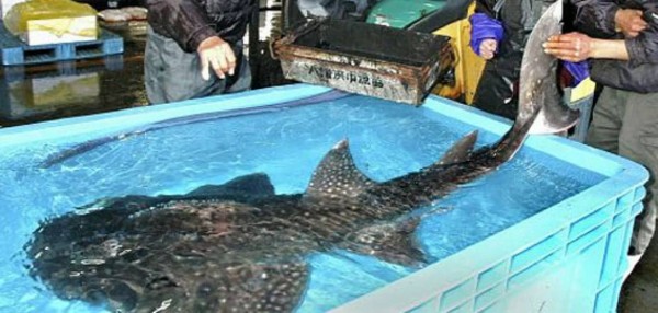 頭がエイで体はサメ 愛媛県で水揚げされた珍魚 カラパイア