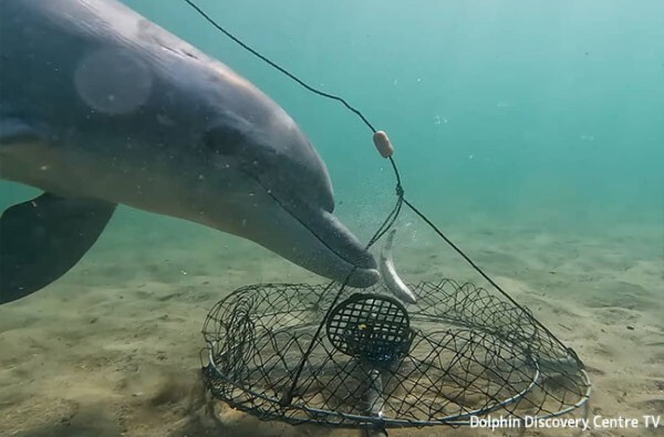 賢いイルカがカニ漁の罠から餌の魚だけを奪い取っていく瞬間を初めて