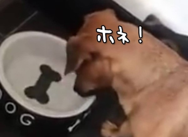 犬に骨の絵がついたお皿を与えることは残酷であることがわかる映像 カラパイア