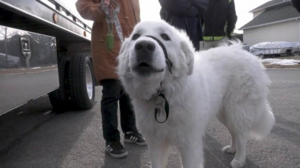 散歩中に飼い主が突然発作 犬が体を張って車を止め 助けを求める カナダ カラパイア