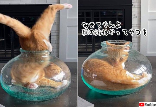 猫の液状化現象