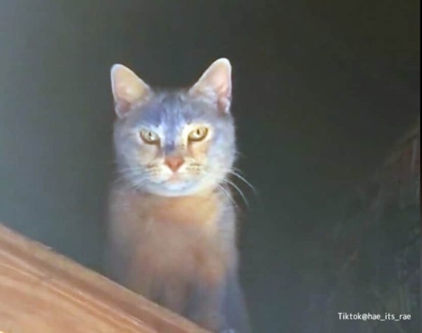 屋根裏で遊んでいた猫が真っ青に！いったい何が？ : カラパイア