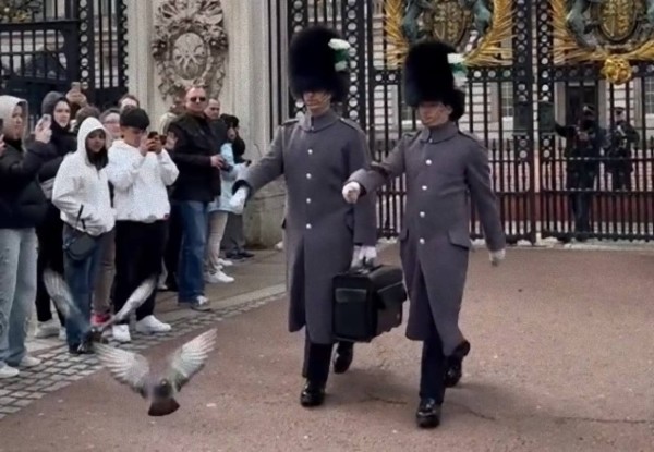 鳩に対しても容赦のないイギリス衛兵