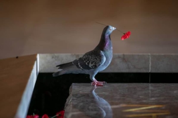 犯人は鳩。慰霊碑から花を盗んでゴージャスな巣を作っていた件