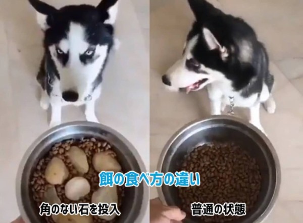 犬の早食い 食べ散らかしがあまりにもひどすぎたのでこんな対処法をしてみたところ カラパイア