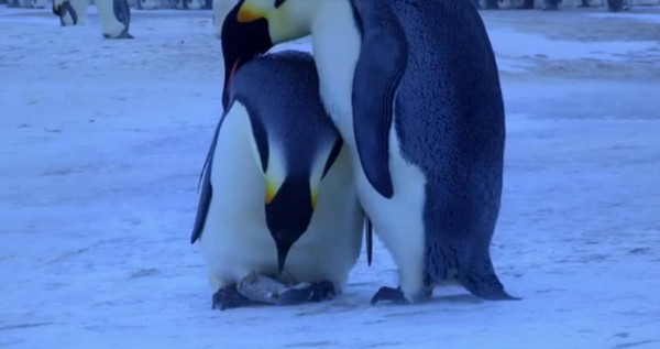 お願い生き返って・・・我が子を失ったペンギンのお母さんの悲しみが