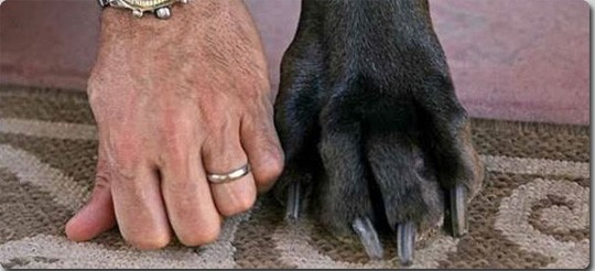 ２メートルを超える世界一大きい犬 グレート デーンの ジョージ さんがついにギネスレコードに公認される カラパイア Linkis Com