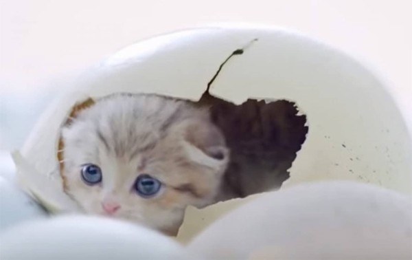 猫が卵から産まれてきただとぅ かわいすぎる子猫の孵化シーンが今ここに カラパイア