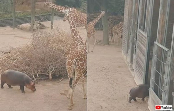 キリンさん、遊びに来たよ！」カバの赤ちゃん、囲いをすり抜けてキリン