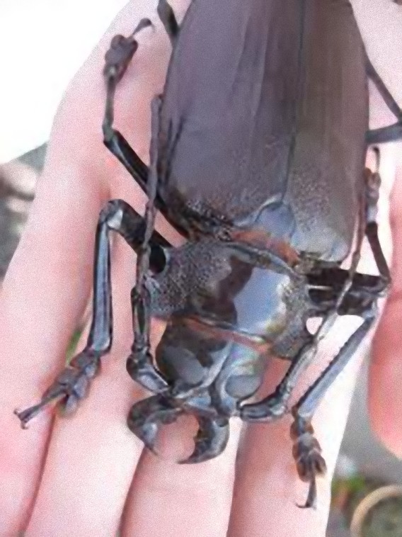 巨大昆虫ロマンシリーズ、成人男性の手のひらサイズに匹敵する世界最大 