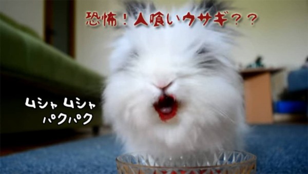 だからウサギにイチゴやチェリーはやめとけって 口の周りが血塗られモードとなったウサギホラー カラパイア
