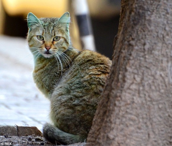 カラパイアさんより ほとんど元に戻ったよ 世界的に有名となった緑色の猫 動物愛好家の手によって無事捕獲 洗浄作業が行われる 被災地の動物たち まとめ る