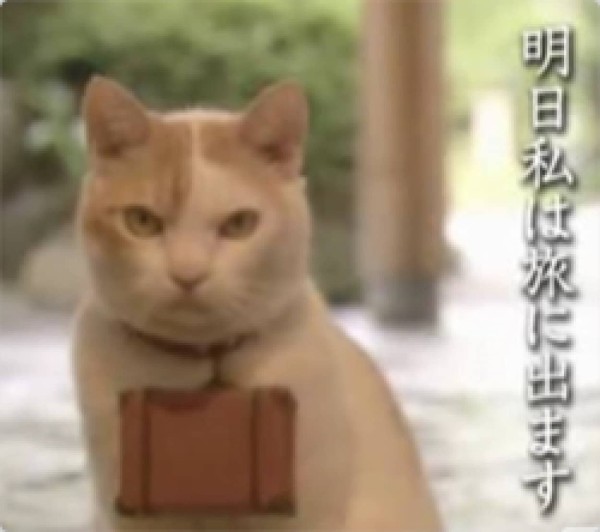 Cmで人気の猫 にゃらん が旅に出る理由 カラパイア