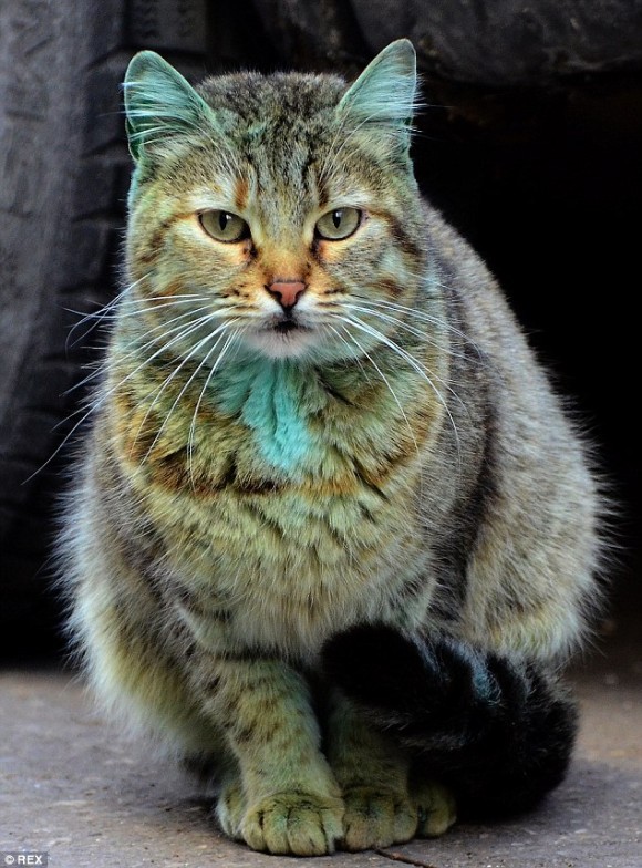 カラパイアさんより ほとんど元に戻ったよ 世界的に有名となった緑色の猫 動物愛好家の手によって無事捕獲 洗浄作業が行われる 被災地の動物たち まとめ る