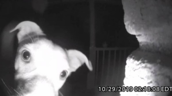 犬は真夜中に2度ベルを鳴らす 夜遊びが過ぎて締め出されてしまった犬の賢い行動がカメラに アメリカ カラパイア