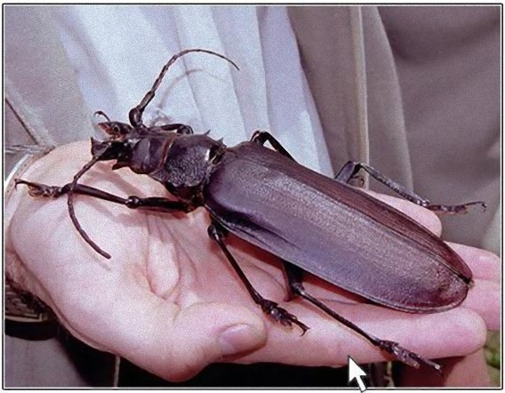 巨大昆虫ロマンシリーズ、成人男性の手のひらサイズに匹敵する世界最大