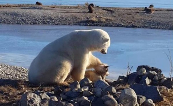 世界中が感動した ホッキョクグマが犬の頭を撫でている あの動画の背後にある驚くべき事実 カラパイア