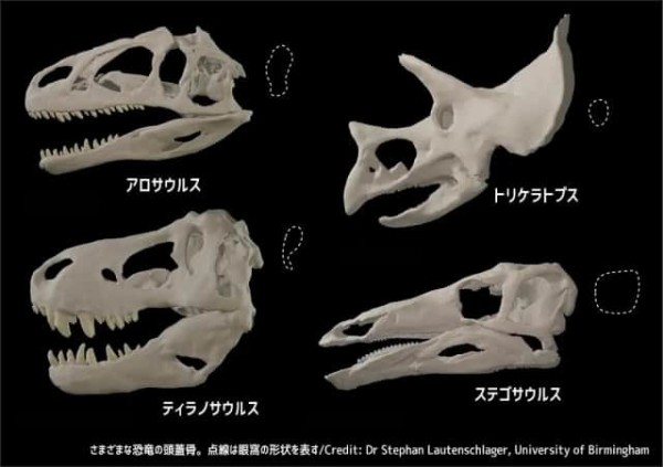 トリケラトプスの肩甲骨！ 非破壊検査済（検索：化石 恐竜 歯 ...