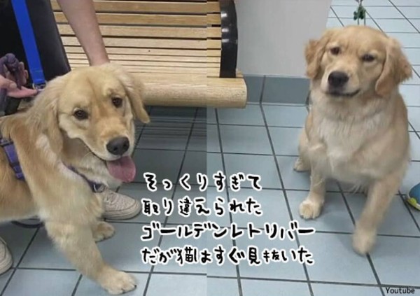 こいつは偽物だ。犬の保育園から帰ってきたゴールデンレトリバーが別犬