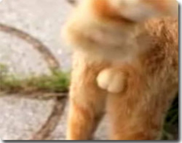 猫のふぐりw教のおともだちの為のふぐりフォルダ炸裂画像スライドショー カラパイア