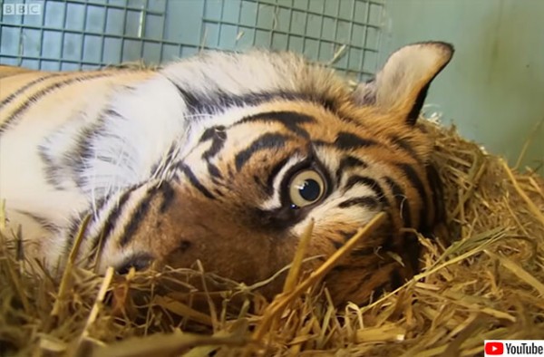 動物園の虎が初めての出産。難産で生まれた子に母性が発動し飼育員たち